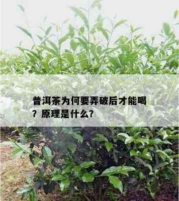 普洱茶为何要弄破后才能喝？原理是什么？