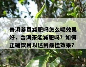 普洱茶真减肥吗怎么喝效果好，普洱茶能减肥吗？如何正确饮用以达到更佳效果？