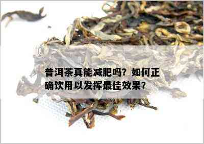 普洱茶真能减肥吗？如何正确饮用以发挥更佳效果？