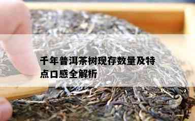 千年普洱茶树现存数量及特点口感全解析