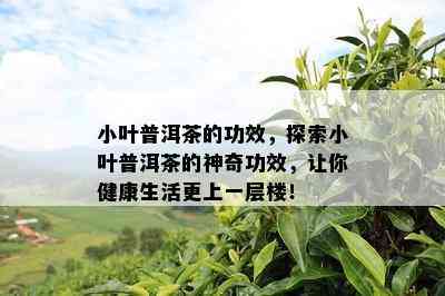 小叶普洱茶的功效，探索小叶普洱茶的神奇功效，让你健康生活更上一层楼！