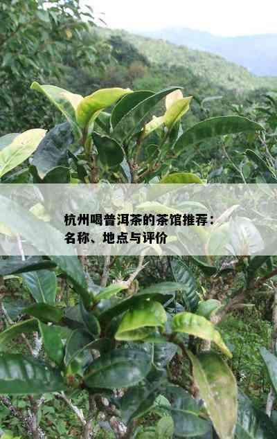 杭州喝普洱茶的茶馆推荐：名称、地点与评价