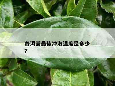 普洱茶更佳冲泡温度是多少？