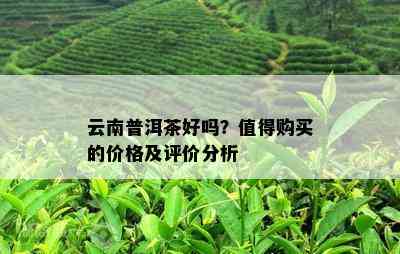 云南普洱茶好吗？值得购买的价格及评价分析