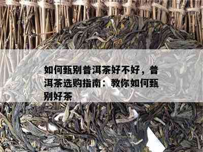 如何甄别普洱茶好不好，普洱茶选购指南：教你如何甄别好茶