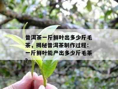 普洱茶一斤鲜叶出多少斤毛茶，揭秘普洱茶制作过程：一斤鲜叶能产出多少斤毛茶？