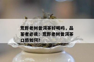 荒野老树普洱茶好喝吗，品鉴者必读：荒野老树普洱茶口感如何？