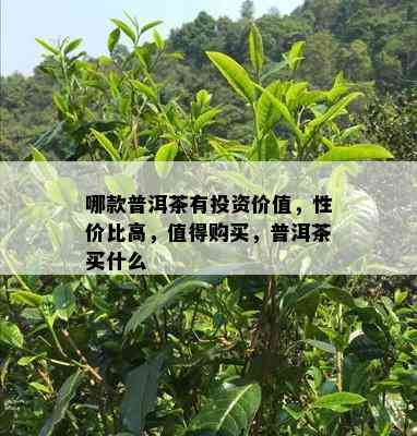 哪款普洱茶有投资价值，性价比高，值得购买，普洱茶买什么