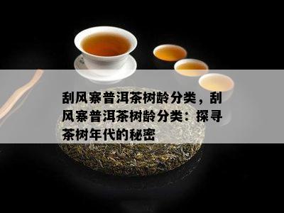 刮风寨普洱茶树龄分类，刮风寨普洱茶树龄分类：探寻茶树年代的秘密