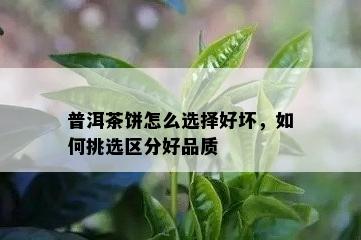 普洱茶饼怎么选择好坏，如何挑选区分好品质