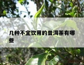 几种不宜饮用的普洱茶有哪些