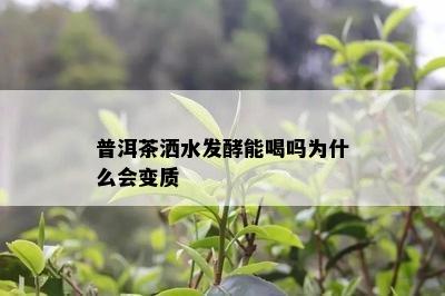 普洱茶洒水发酵能喝吗为什么会变质