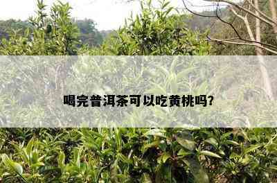 喝完普洱茶可以吃黄桃吗？