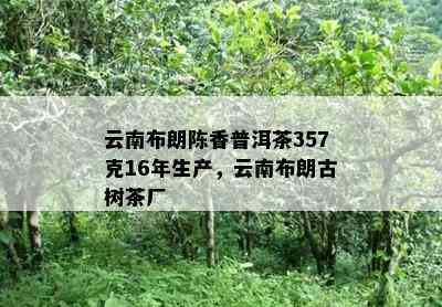 云南布朗陈香普洱茶357克16年生产，云南布朗古树茶厂