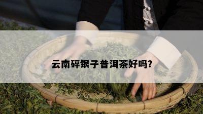 云南碎银子普洱茶好吗？