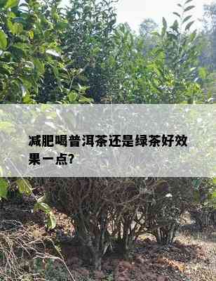 减肥喝普洱茶还是绿茶好效果一点？