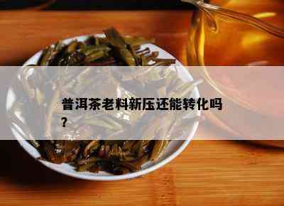 普洱茶老料新压还能转化吗？