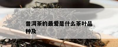 普洱茶的更爱是什么茶叶品种及