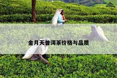 金月天普洱茶价格与品质