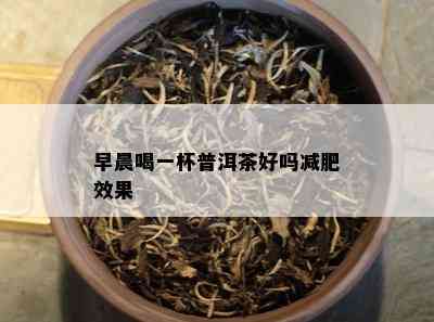 早晨喝一杯普洱茶好吗减肥效果