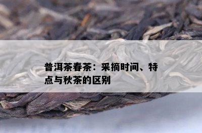 普洱茶春茶：采摘时间、特点与秋茶的区别