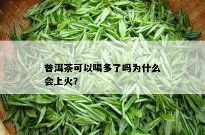 普洱茶可以喝多了吗为什么会上火？