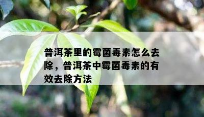 普洱茶里的霉菌素怎么去除，普洱茶中霉菌素的有效去除方法