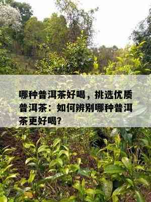 哪种普洱茶好喝，挑选优质普洱茶：如何辨别哪种普洱茶更好喝？