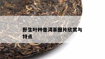 野生叶种普洱茶图片欣赏与特点