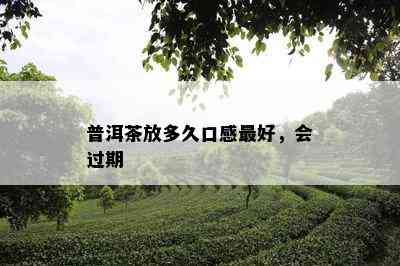 普洱茶放多久口感更好，会过期