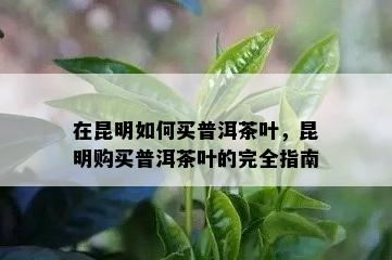 在昆明如何买普洱茶叶，昆明购买普洱茶叶的完全指南