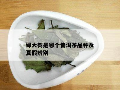 绿大树是哪个普洱茶品种及真假辨别