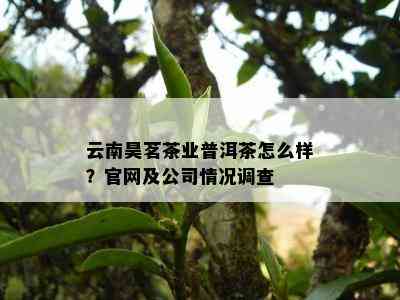 云南昊茗茶业普洱茶怎么样？官网及公司情况调查