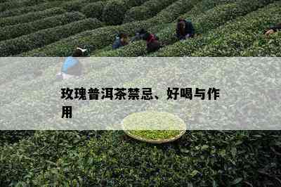 玫瑰普洱茶禁忌、好喝与作用