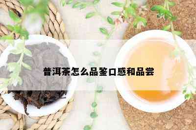 普洱茶怎么品鉴口感和品尝