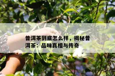 普洱茶到底怎么样，揭秘普洱茶：品味真相与传奇