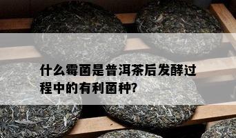 什么霉菌是普洱茶后发酵过程中的有利菌种？