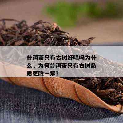 普洱茶只有古树好喝吗为什么，为何普洱茶只有古树品质更胜一筹？