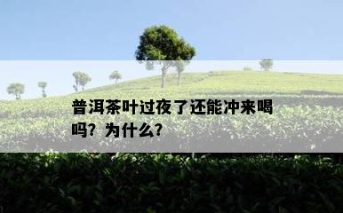 普洱茶叶过夜了还能冲来喝吗？为什么？