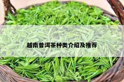 越南普洱茶种类介绍及推荐