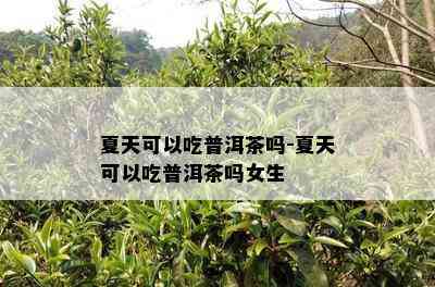 夏天可以吃普洱茶吗-夏天可以吃普洱茶吗女生