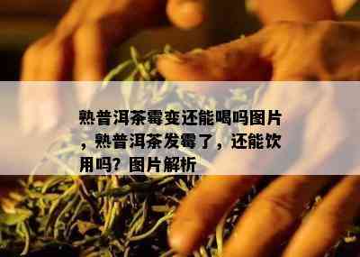 熟普洱茶霉变还能喝吗图片，熟普洱茶发霉了，还能饮用吗？图片解析