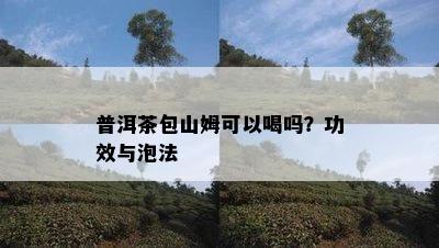 普洱茶包山姆可以喝吗？功效与泡法