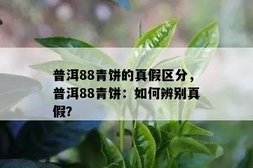 普洱88青饼的真假区分，普洱88青饼：如何辨别真假？