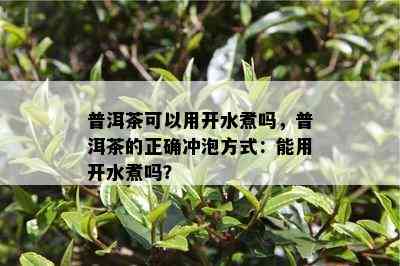 普洱茶可以用开水煮吗，普洱茶的正确冲泡方式：能用开水煮吗？