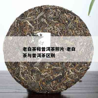 老白茶和普洱茶照片-老白茶与普洱茶区别