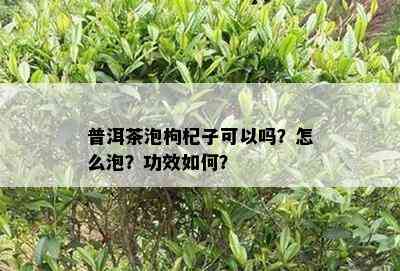 普洱茶泡枸杞子可以吗？怎么泡？功效如何？