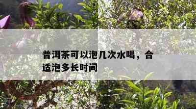 普洱茶可以泡几次水喝，合适泡多长时间