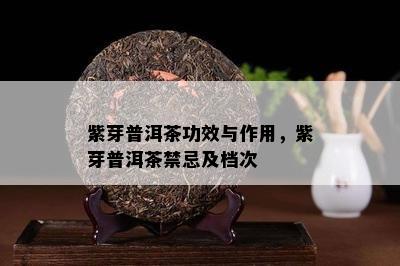 紫芽普洱茶功效与作用，紫芽普洱茶禁忌及档次