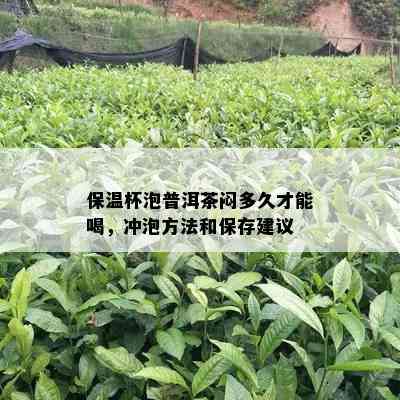 保温杯泡普洱茶闷多久才能喝，冲泡方法和保存建议